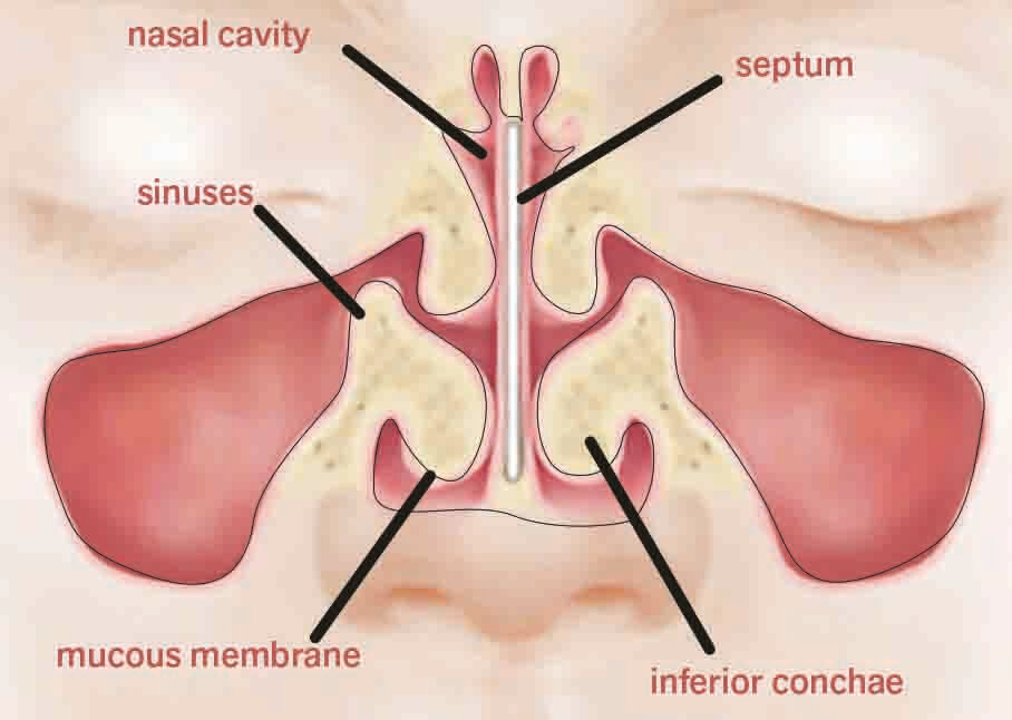 Figure 2: The awe-inspiring structure of the olfactory region